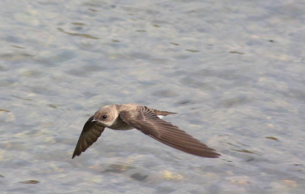bank swallow by Chris Koenig is licensed under CC BY-NC-SA 2.0